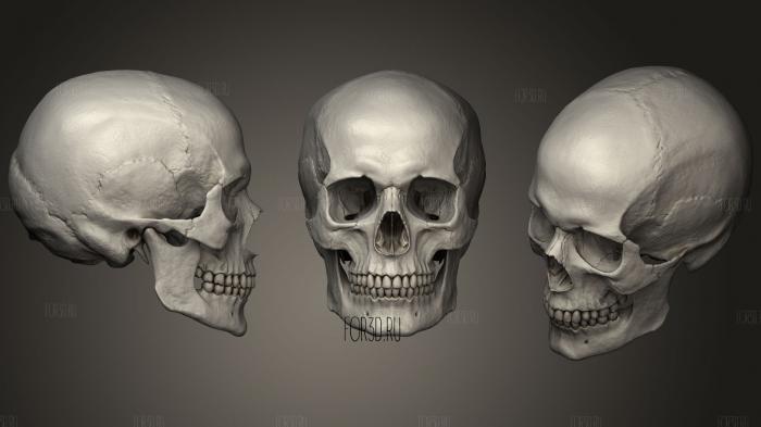 Human Skull Highly detailed 2 3d stl модель для ЧПУ