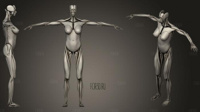 Human Muscular System 3d stl модель для ЧПУ