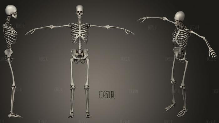 Human Skeletal System