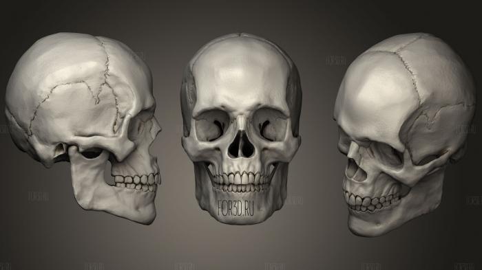 leowcorrea 01  Human Skull