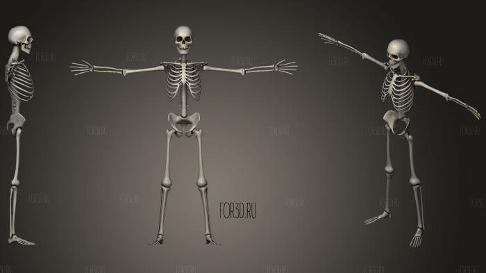 Lowpoly Human Skeleton Rigged