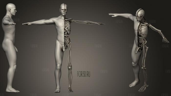 Медицинская модель мужской анатомии 3d stl модель для ЧПУ