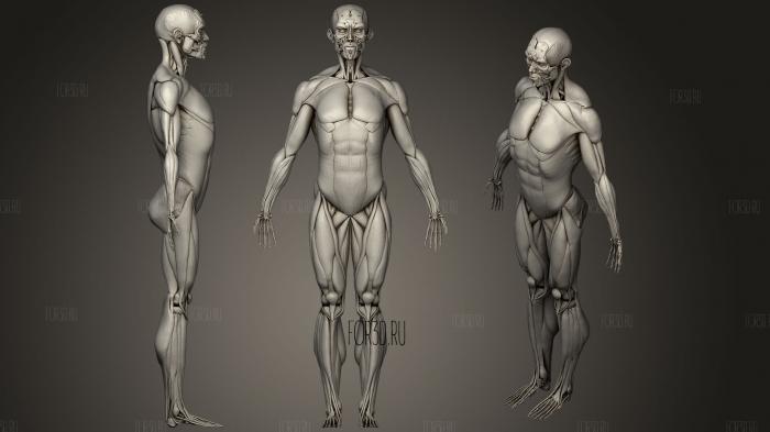 Male Body Muscular System stl model for CNC