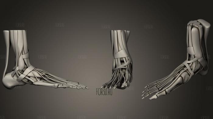 Кости подошвы, мышцы и связки 3d stl модель для ЧПУ