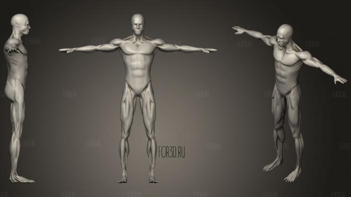 Анимационная Анатомия приседания Мужская мышца 2