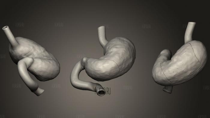 Анимация вскрытия желудка и поджелудочной железы 3d stl модель для ЧПУ