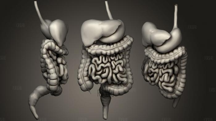 The Human Digestive System Peristalsis