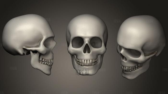 3D Realistic Human Male Skull model