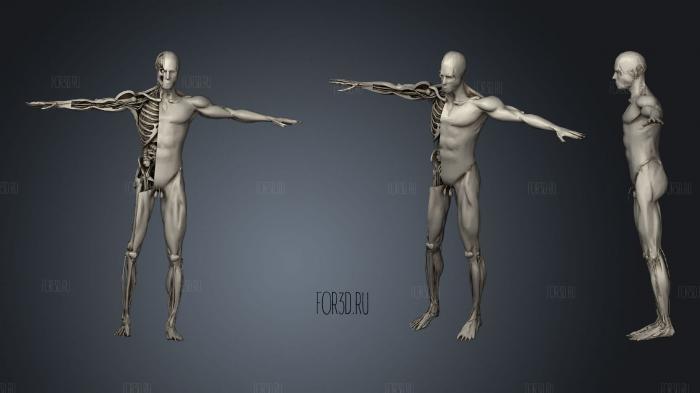 Anatomy Human Body 3d stl модель для ЧПУ