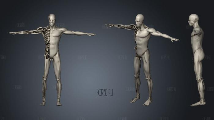Анатомия Анимация Вскрытия человеческого Тела приседания 3d stl модель для ЧПУ