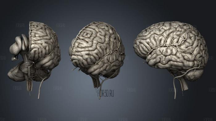 Анатомия человеческого мозга 2019 3d stl модель для ЧПУ