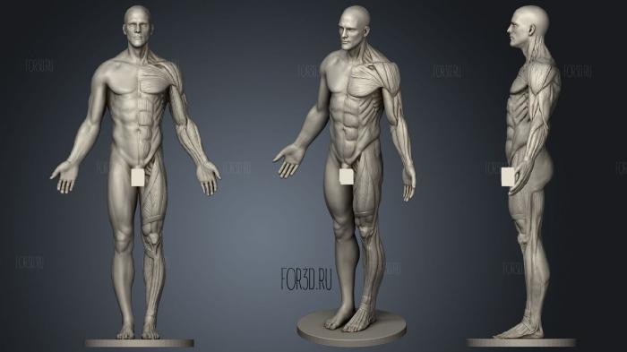 Anatomy Reference stl model for CNC