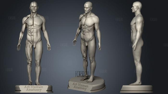 Художественная Анатомия человека мужского пола 3d stl модель для ЧПУ