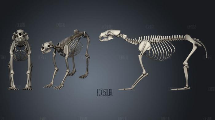 Bear Skeleton stl model for CNC