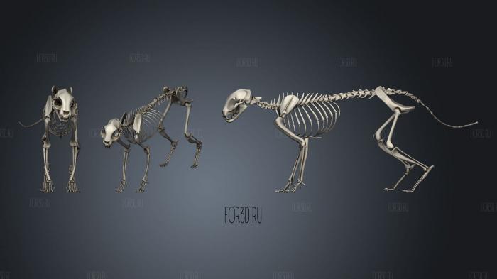 Cat Skeleton 3d stl модель для ЧПУ