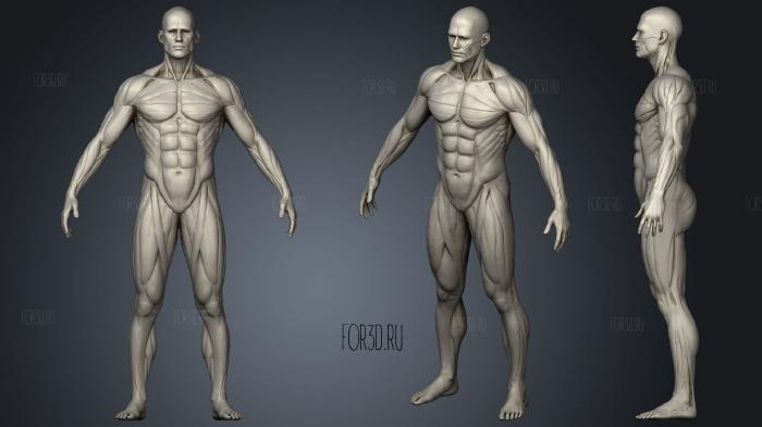 Ecorshe Male Musclenames Anatomy stl model for CNC