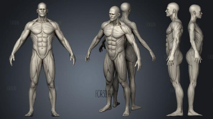 Ecorshe Musclenames Male amp Female Anatomy Bundle 3d stl модель для ЧПУ
