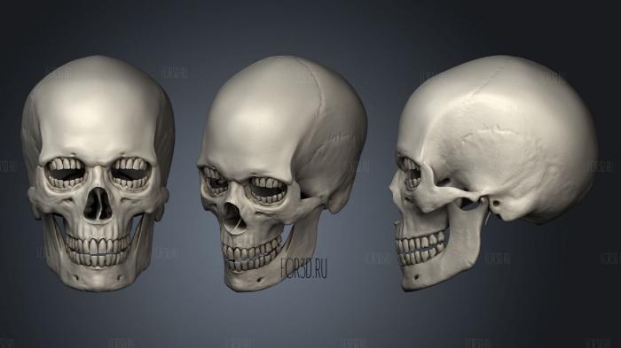 Corintio skull stl model for CNC