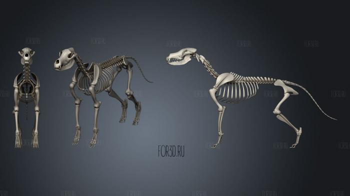Dog Skeleton 2 stl model for CNC