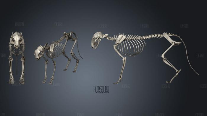 Feline Skeleton Dec stl model for CNC
