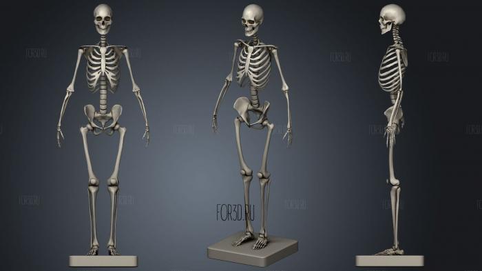 Female Skeleton stl model for CNC