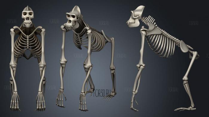 Gorilla Skeleton stl model for CNC