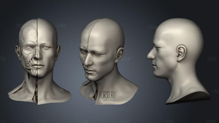Анатомия головы для художника 3d stl модель для ЧПУ