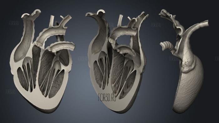 Разрезанное сердце 3d stl модель для ЧПУ