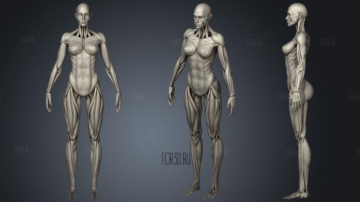 Highly Detailed Human Muscles Female stl model for CNC