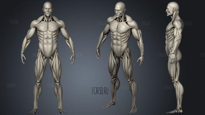 Highly Detailed Human Muscles Male stl model for CNC