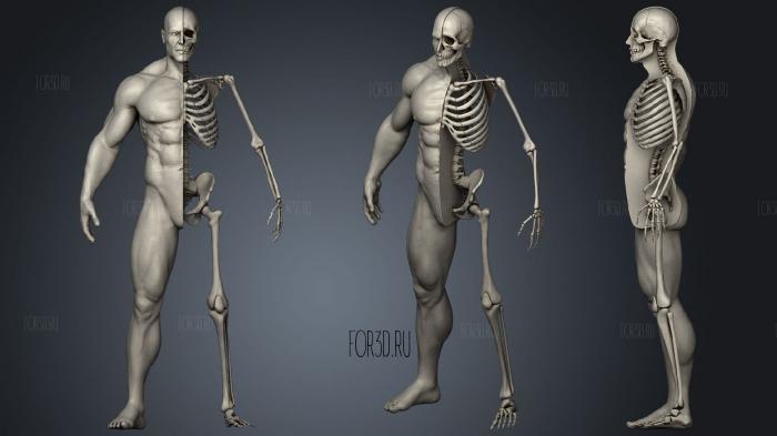 Highly Detailed Human Skeleton Male stl model for CNC