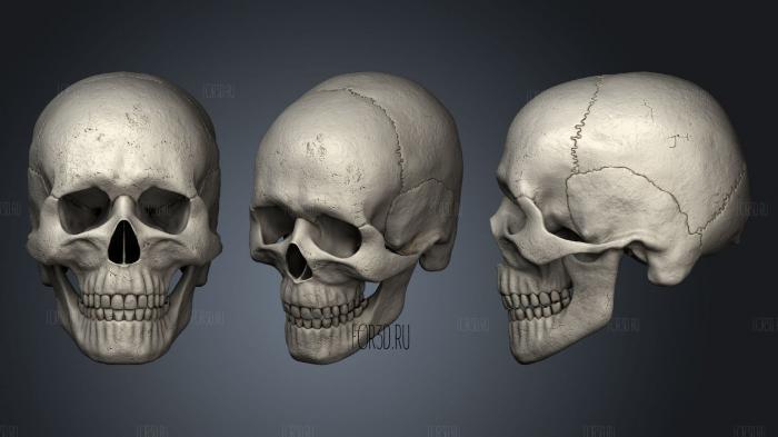 Highly Detailed Human Skull 3d stl модель для ЧПУ