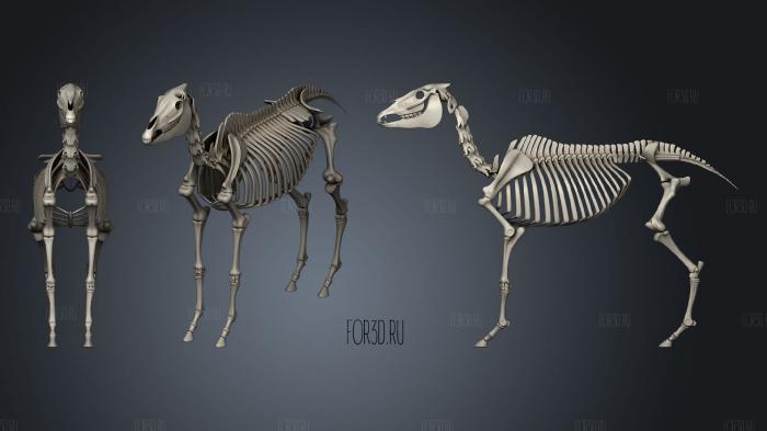Horse Skeleton 2 567 stl model for CNC
