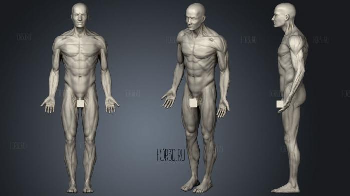 Human anatomy stl model for CNC