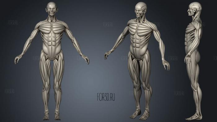 Human Bones and Muscles stl model for CNC