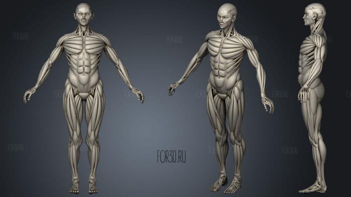 Human Bones Muscles and Fats stl model for CNC
