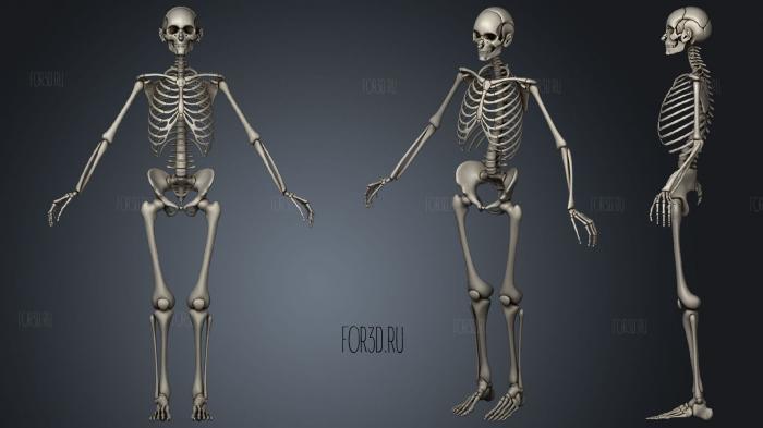 Человеческие кости 3d stl модель для ЧПУ