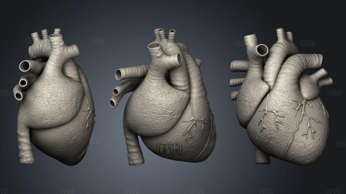 Human Heart stl model for CNC