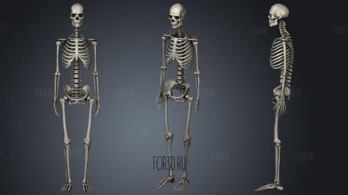Human skeleton Esqueleto Humano stl model for CNC