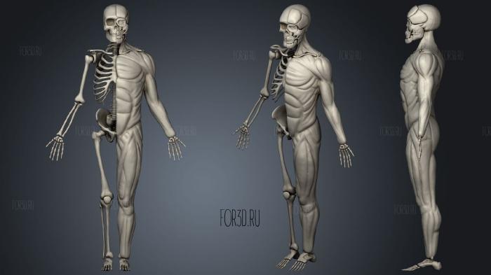 Мышцы Скелета человека 3d stl модель для ЧПУ