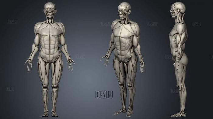 Human skeleton with muscles stl model for CNC