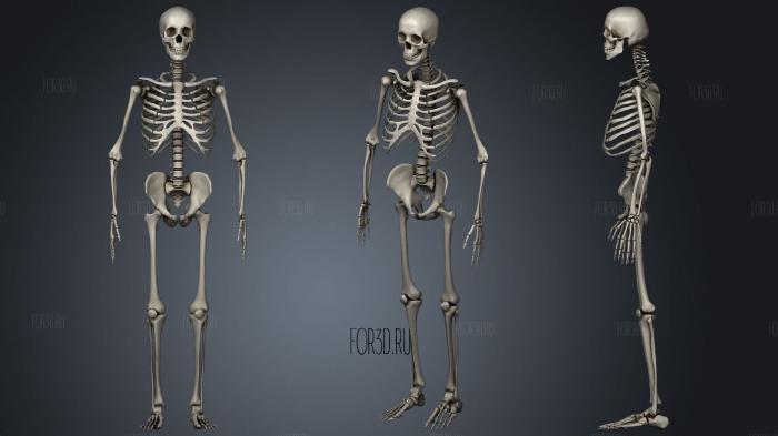 Human Skeleton 3d stl модель для ЧПУ