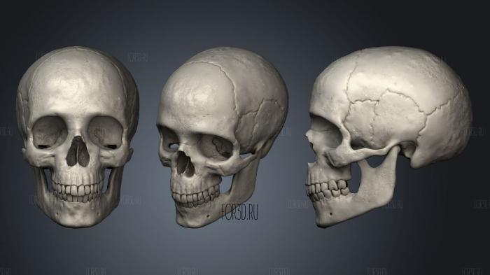 Human skull Crneo humano 2 stl model for CNC
