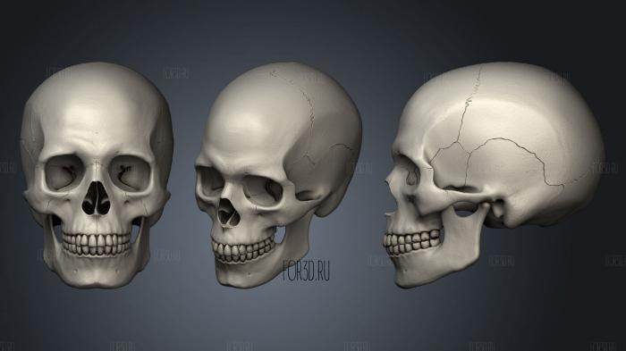Human Skull for Artist stl model for CNC