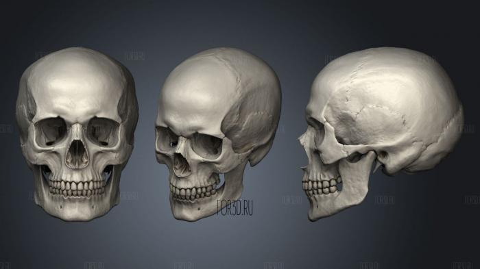 Human Skull Highly detailed stl model for CNC
