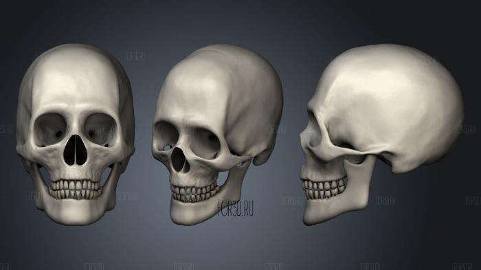 Human Skull 2 stl model for CNC