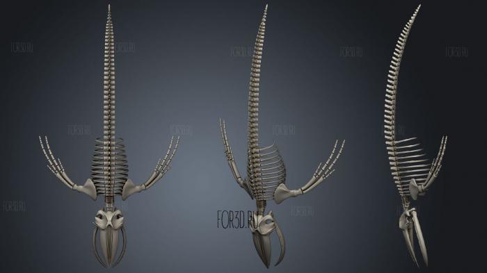 Humpback Whale Skeleton stl model for CNC
