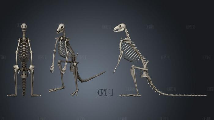 Kangaroo Skeleton 3d stl модель для ЧПУ