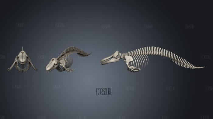 Killer Whale Orca Skeleton stl model for CNC