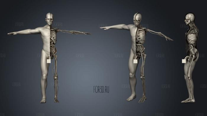 Медицинская анатомия мужчины 3d stl модель для ЧПУ
